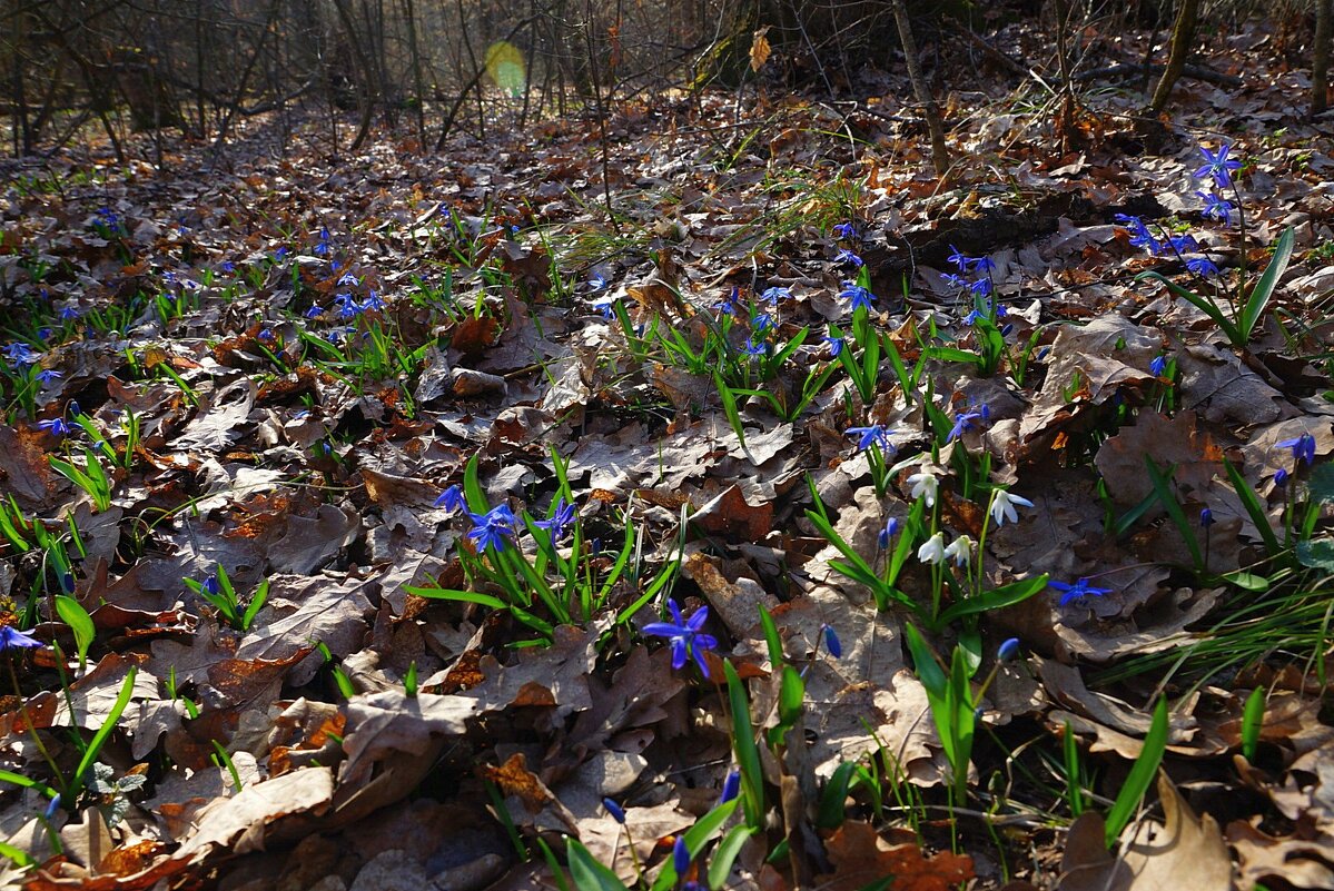 лес зацвел... - Александр Герасенков