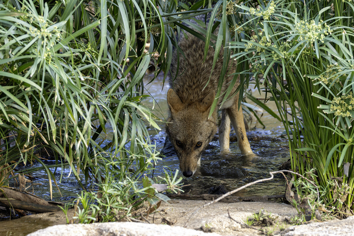 На водопое. (Золотистый шакал) - Alexander Amromin