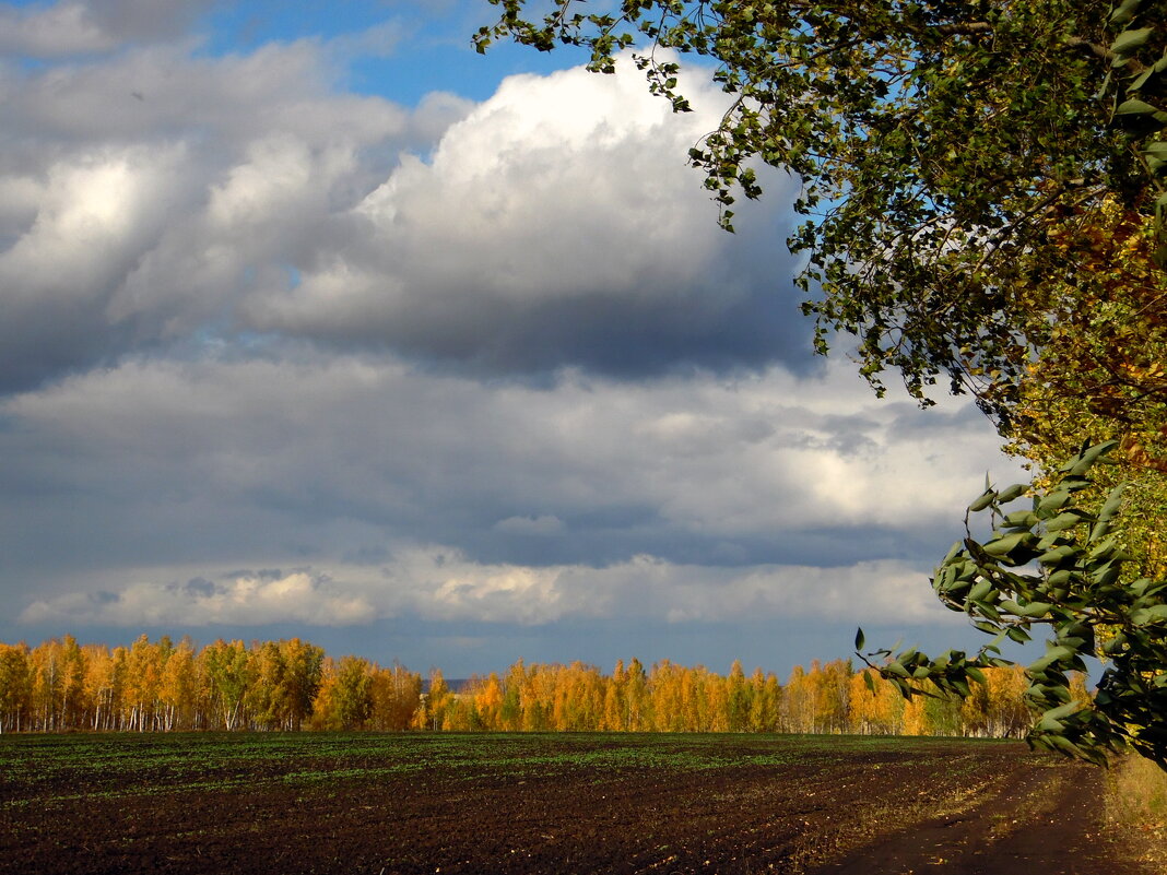 Осень тучи нагоняет. - nadyasilyuk Вознюк