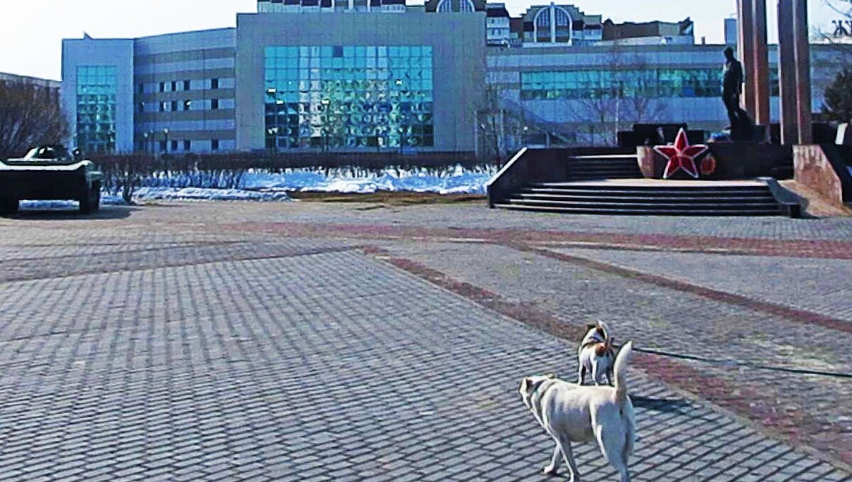 Весна...Песики на поводке  и без! - Владимир 