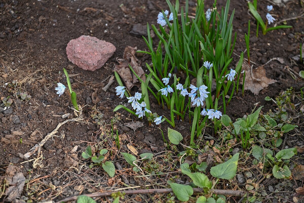Пушкиния пролесковидная - Валерий Иванович