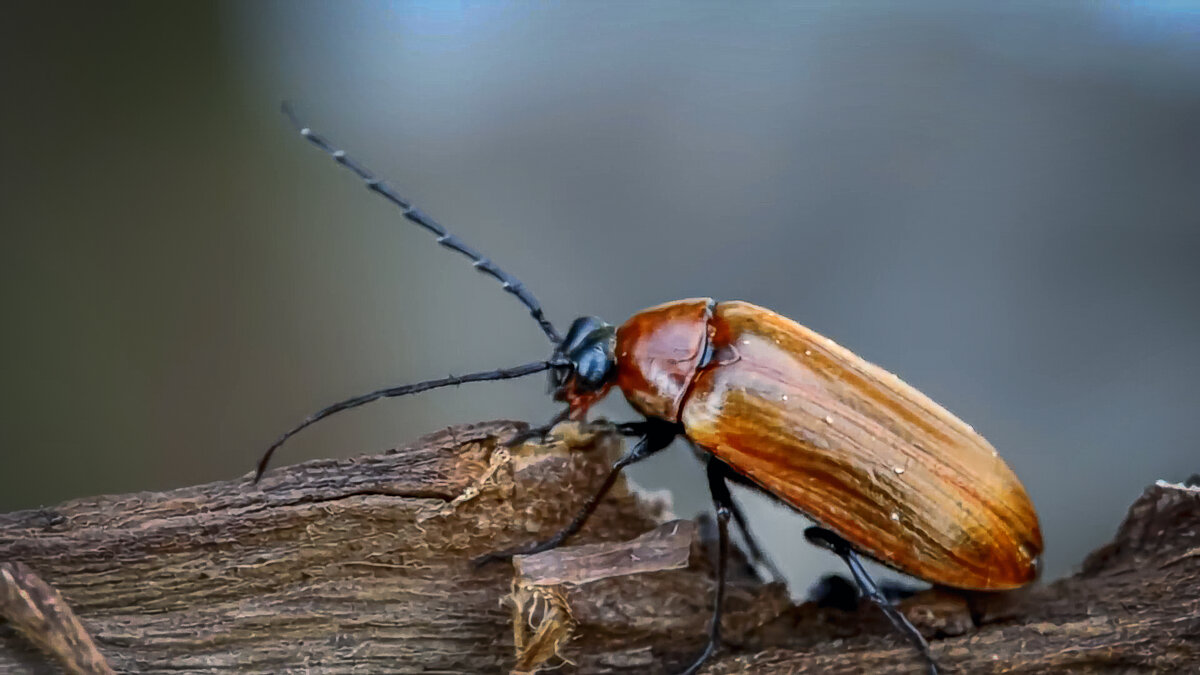 Жук пыльцеед усачевидный - Aleksey Afonin