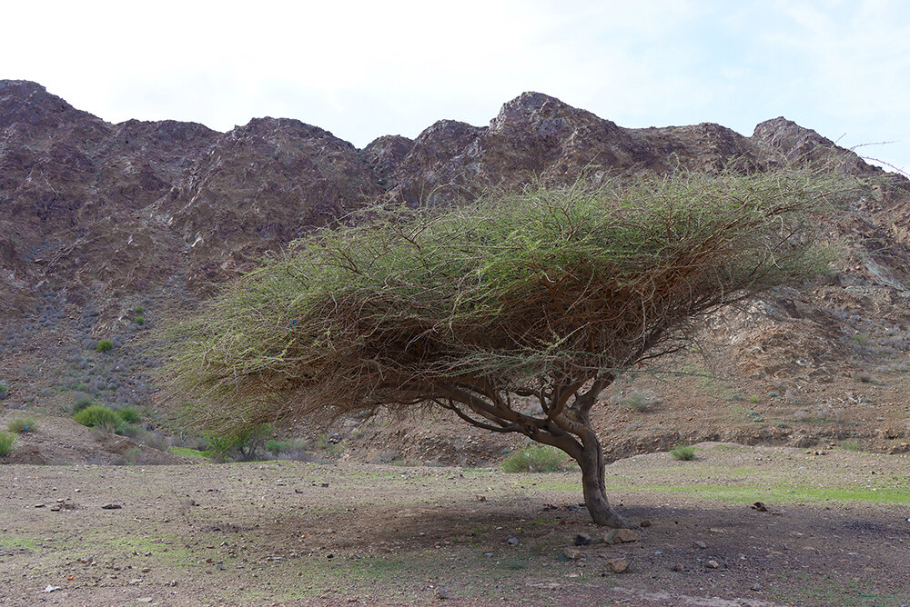 В горах ОАЭ - Галина Ильясова
