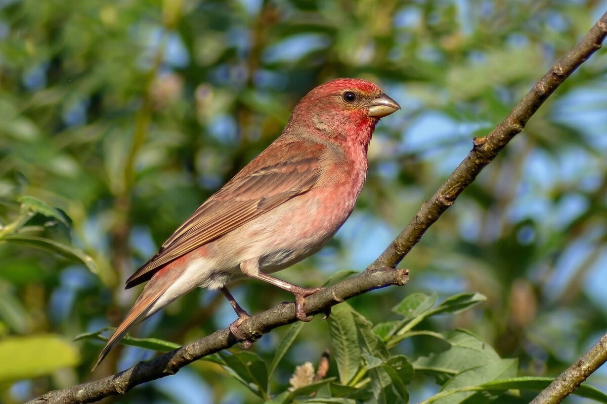 Чечевица (самец) - Владислав Иопек