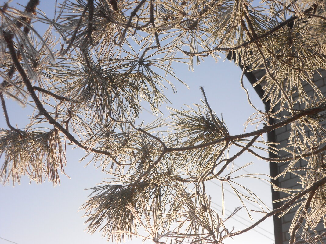 март - Елена Шаламова