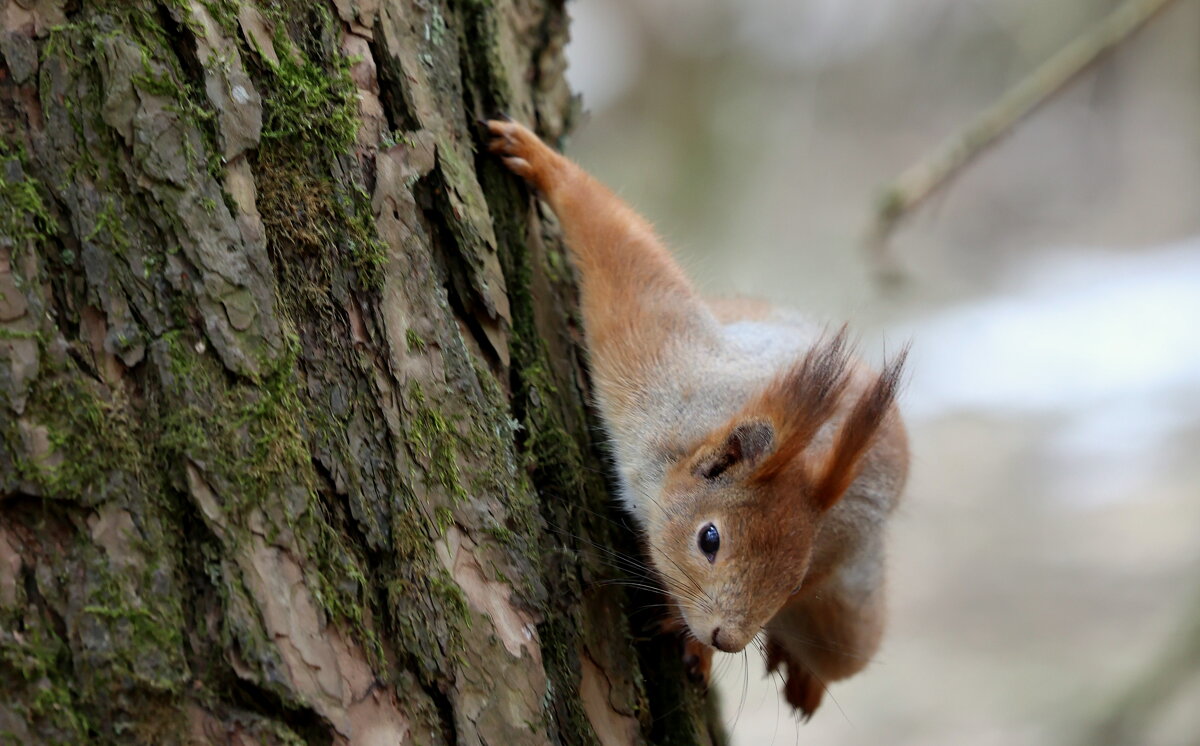 На одной лапке. - Александр Кондаков