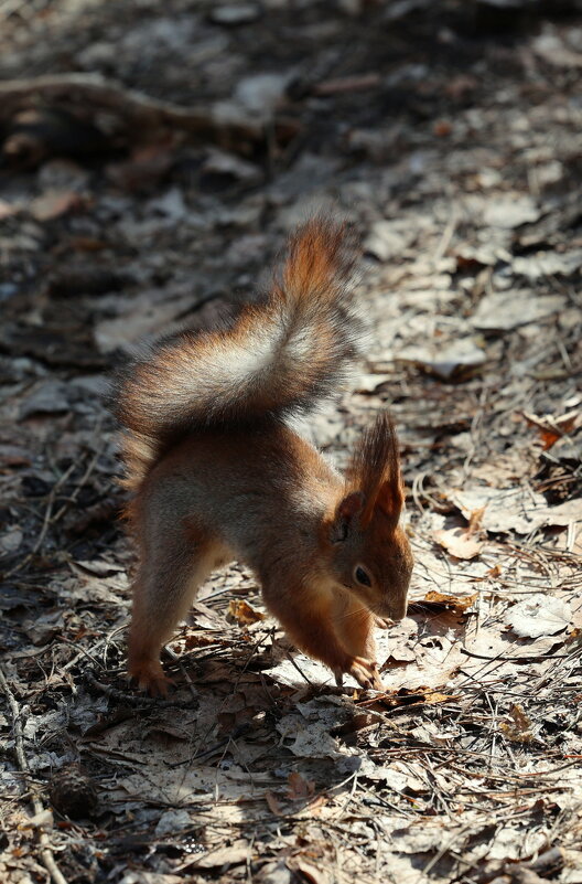 Прячет орех. - Александр Кондаков