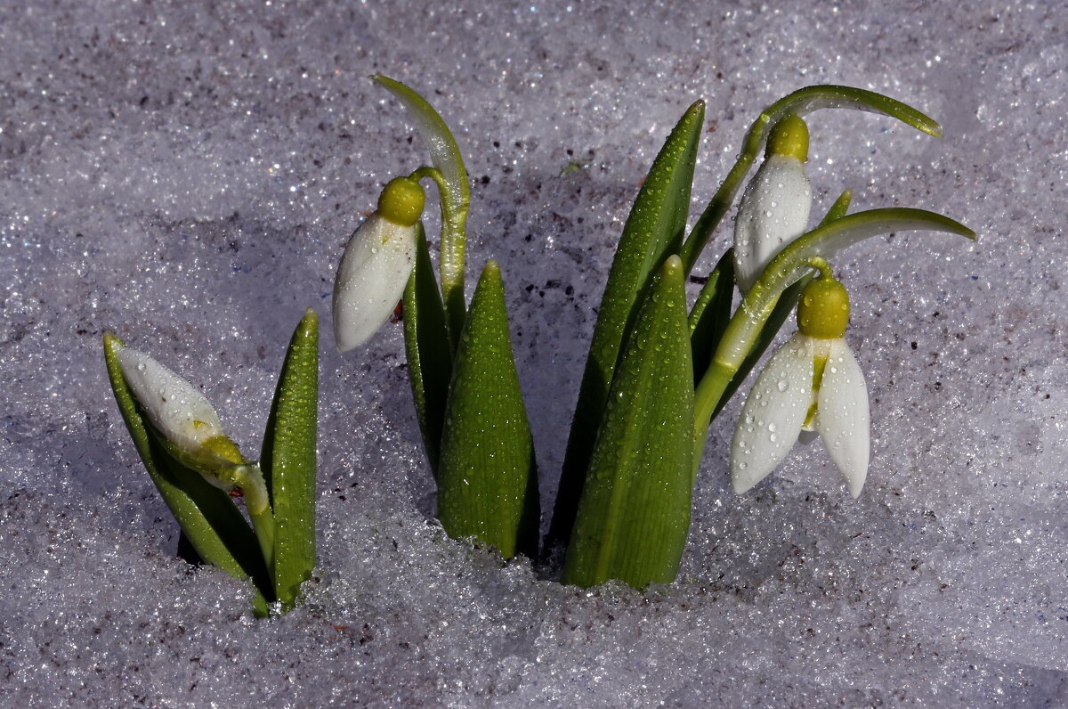 Ботсад МГУ 26 марта - Михаил Бибичков