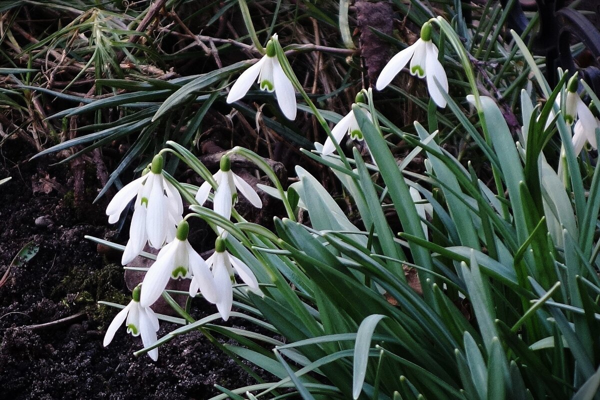 Подснежники - Рита Симонова