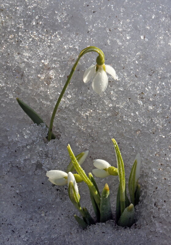 Ботсад МГУ 26 марта - Михаил Бибичков