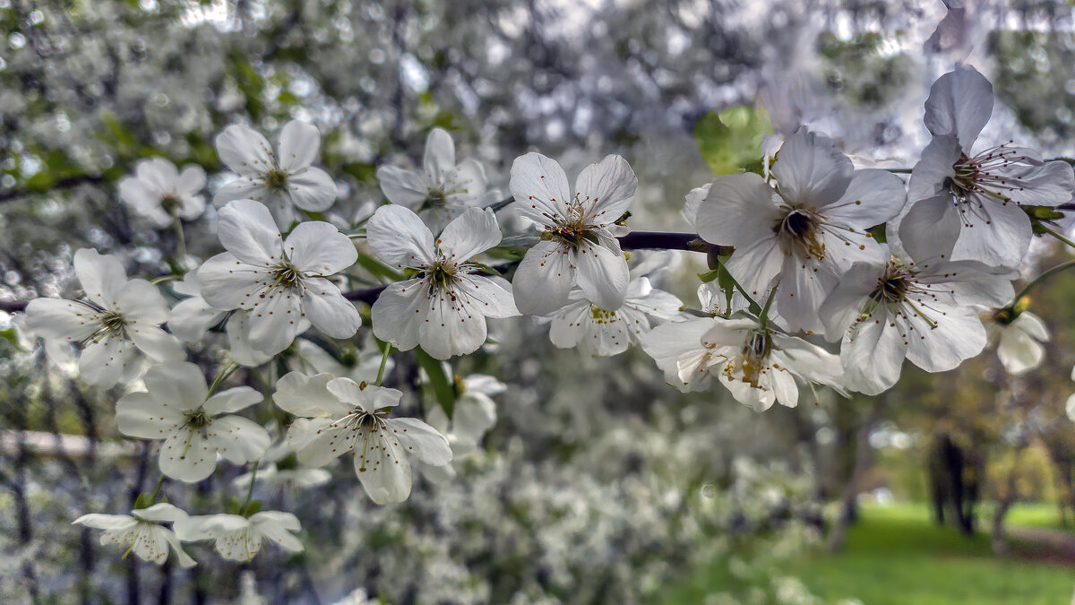 Первое весеннее - Юрий Лев