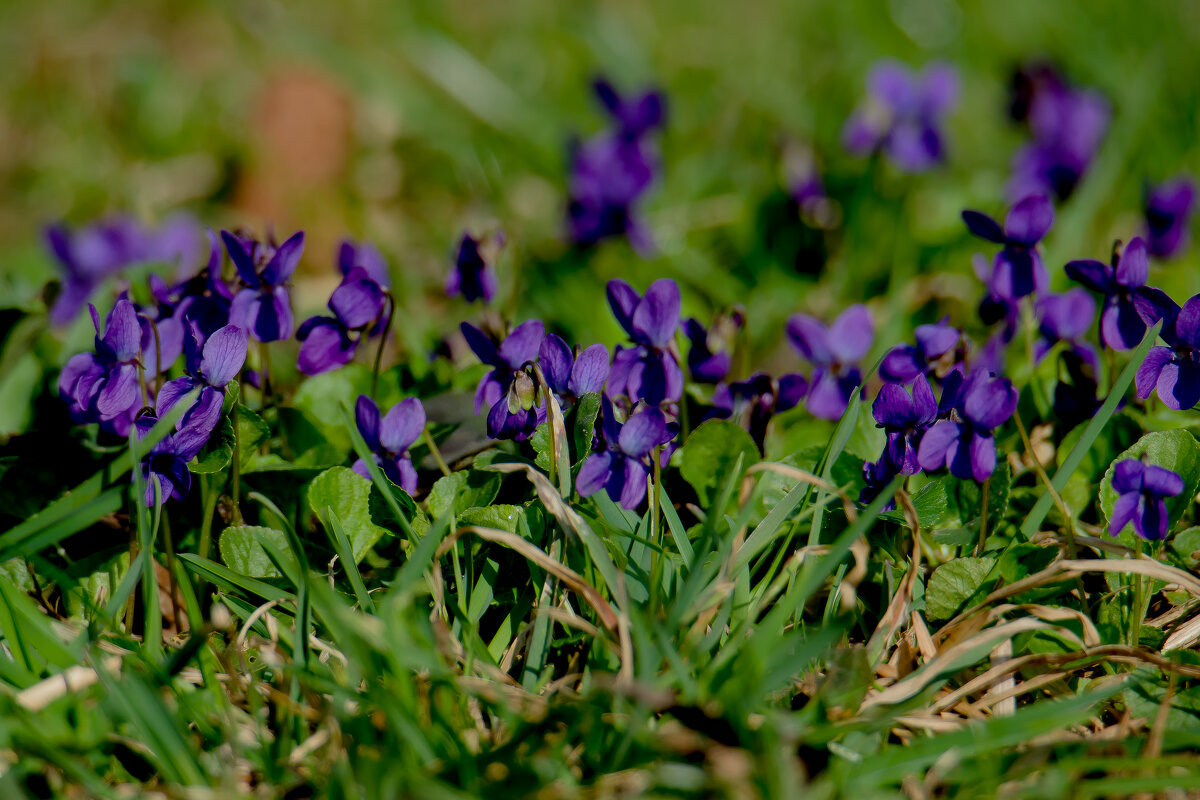 Фиалка душистая. - Sergey (Apg)