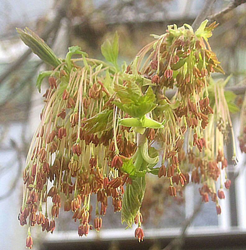 Весны творенье - Елена Семигина