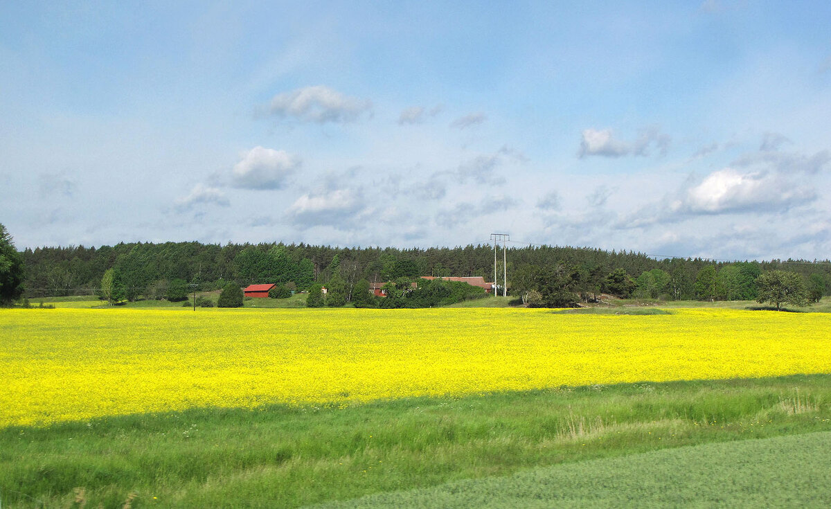 Svalsta - Александр Ильчевский 