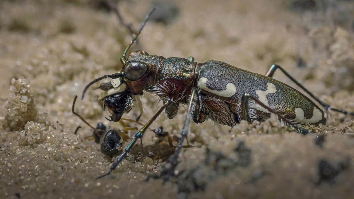 Жук скакун или тигровый жук - Aleksey Afonin