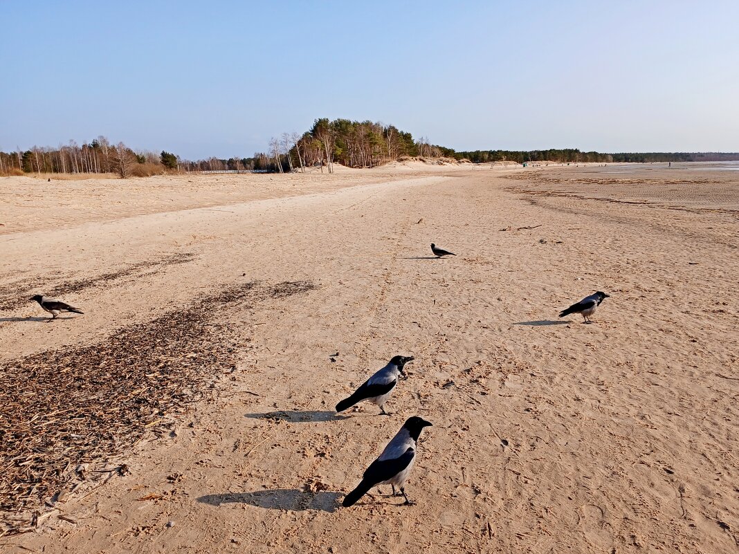 Покормила ворон - перестали каркать :-) - Лия ☼