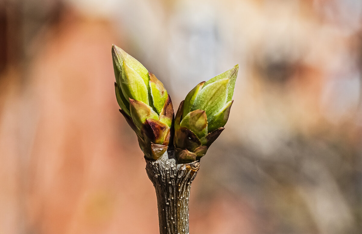 Почки набухают. - Петр Беляков