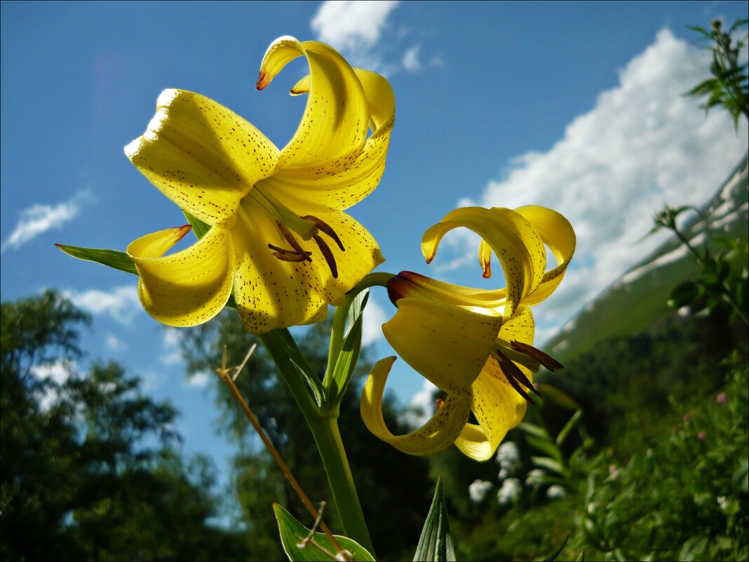 Горные цветы! - Надежда 