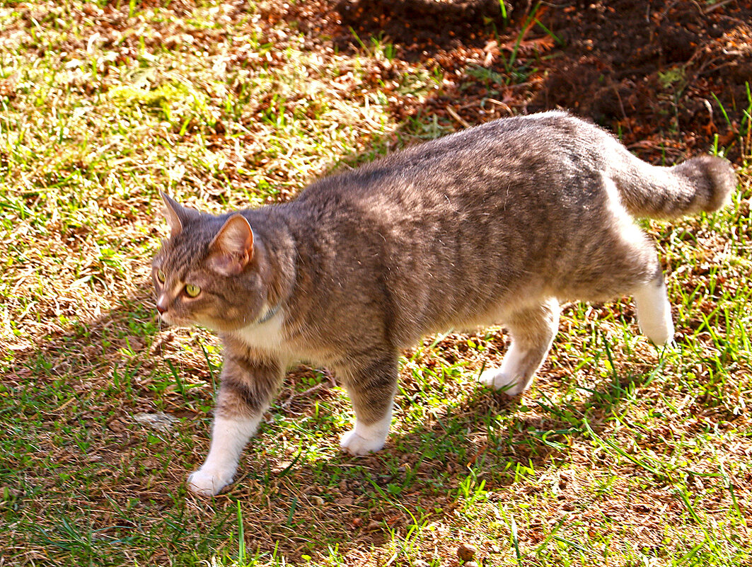 Неспешной походкою в солнечный день... - Светлана 