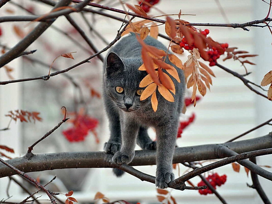 Маша. - Алексей Бубнов