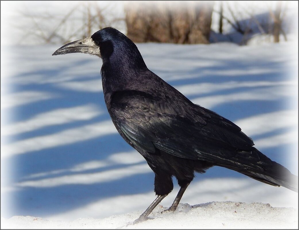 Грачь - Валентина Надсон