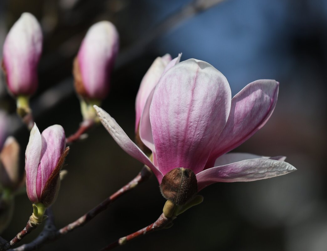 Магнолия - Светлана Тихонина