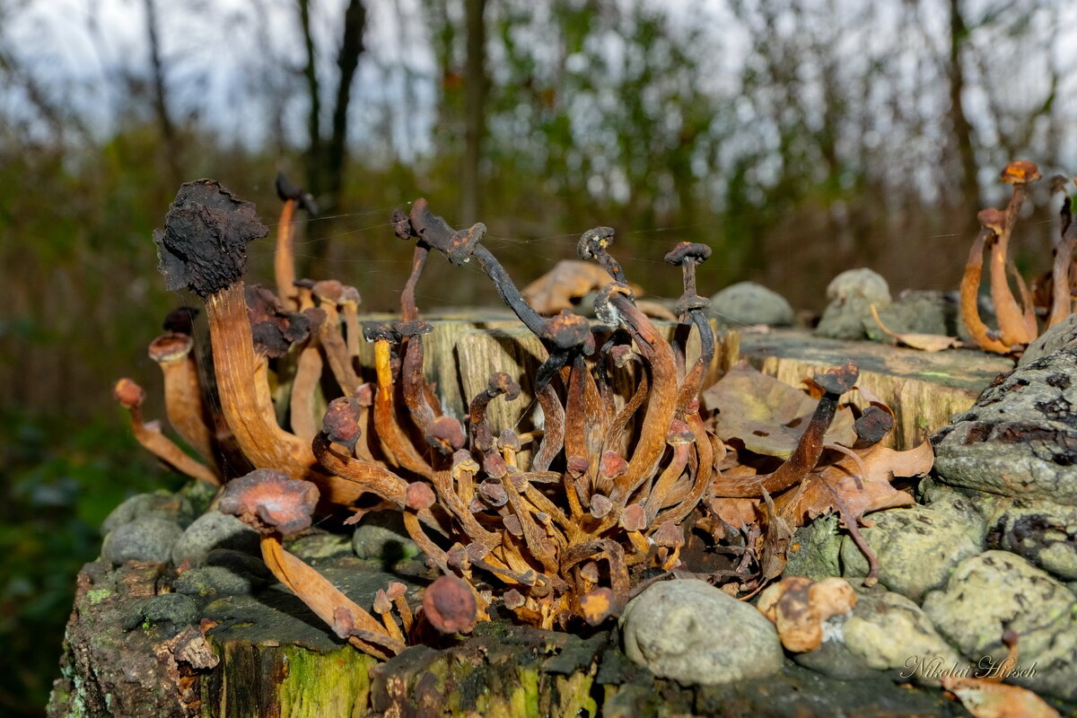 Дискотека... - Николай Гирш