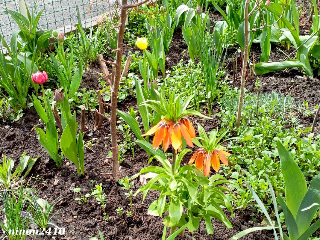 В Ростов прилетели рябчики... :) - Нина Бутко