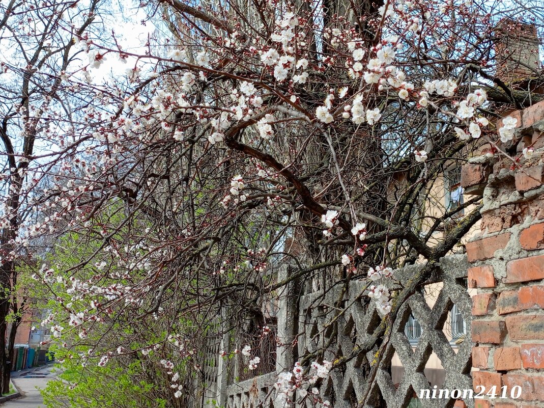 Весна на ростовских улицах - Нина Бутко