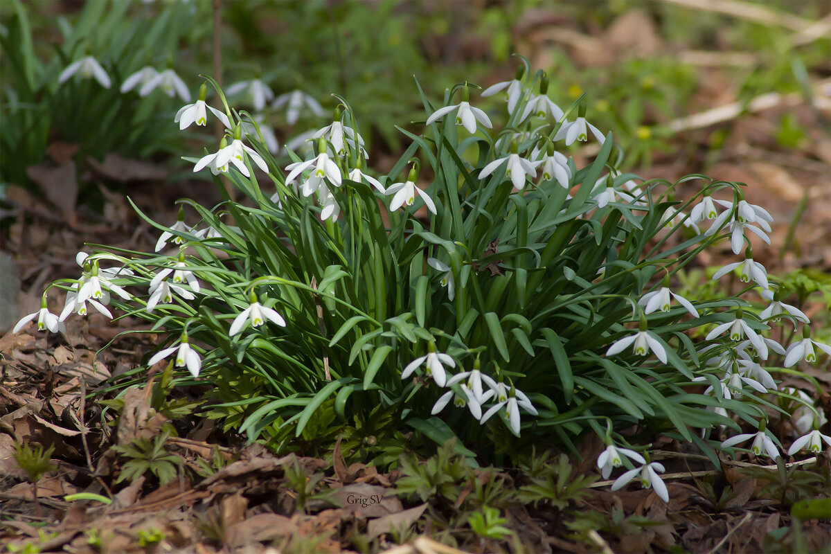 Подснежник - Светлана Григорьева