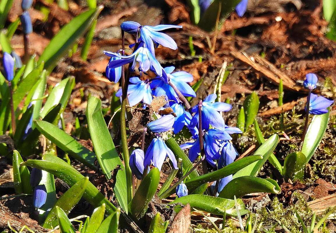 весна - ИННА ПОРОХОВА