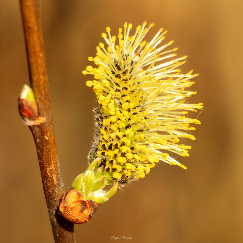 *** - Игорь Чичиль