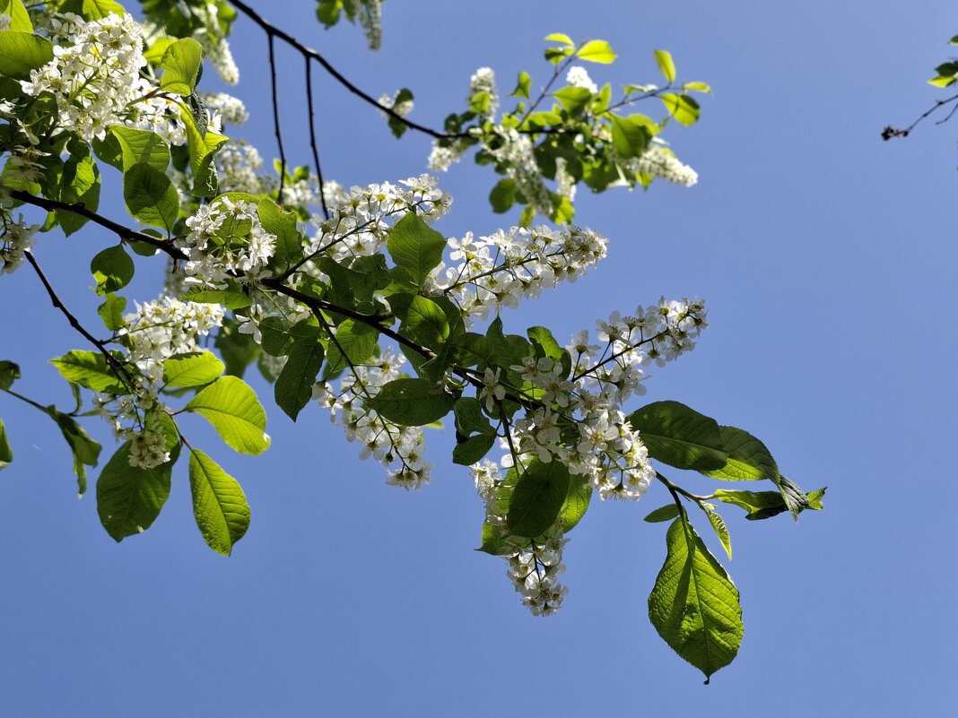 Весна - Irene Irene