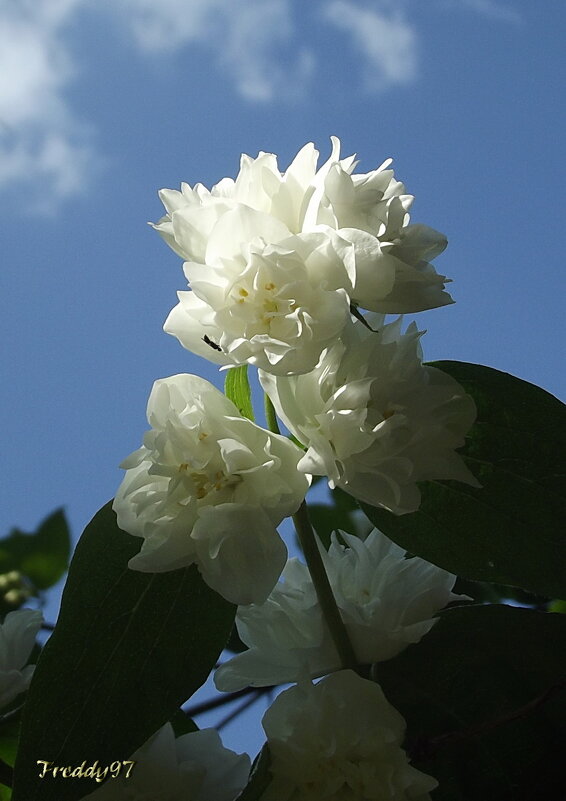 Жасмин - Freddy 97