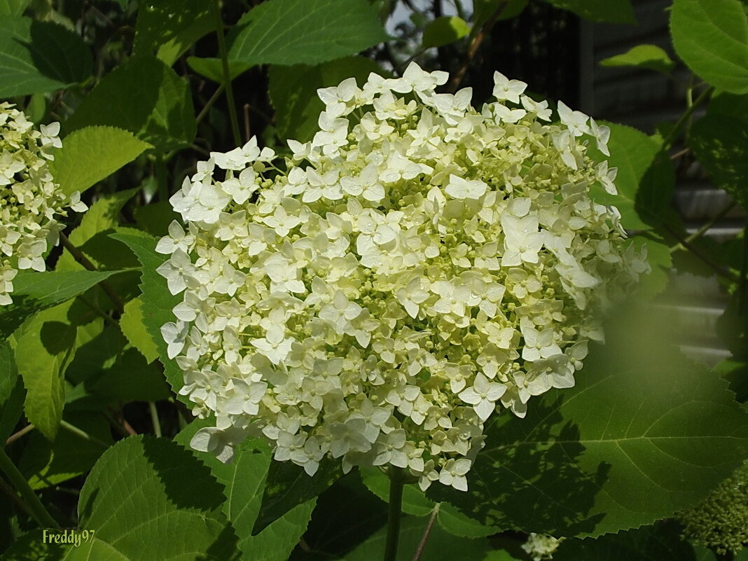 Гортензия - Freddy 97