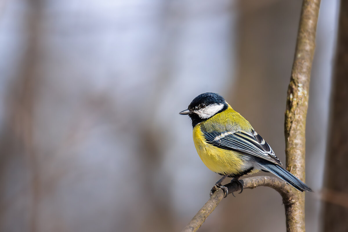 Синица - Alex Bush