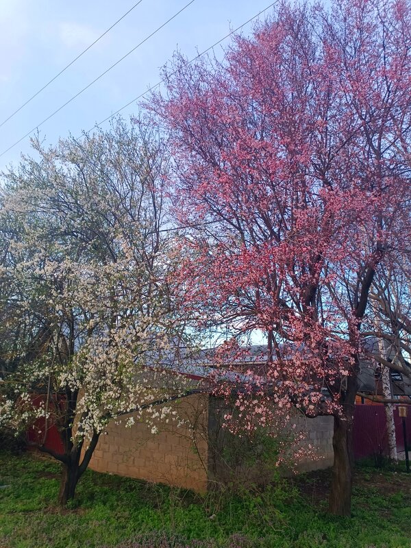 Деревья уже цветут алыча два сорта жёлтая и тёмная красная - Вячеслав Коломойцев