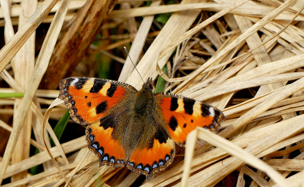 из снятого сегодня 7 - Александр Прокудин