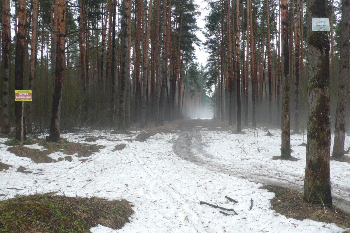Туман в лесу. - Михаил Елочкин