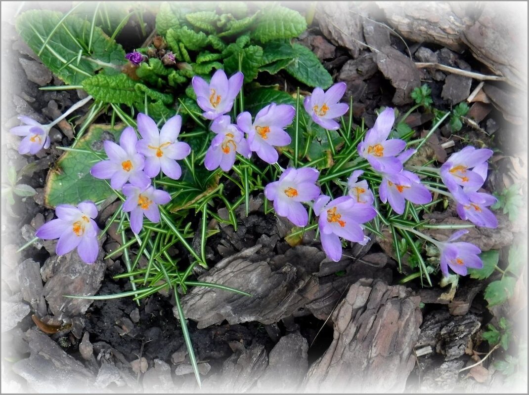 Нежность крокусов - Елена Сухорученкова