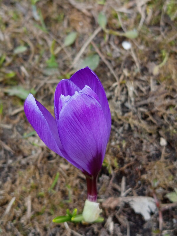 Мои первые цветы года - Андрей Лукьянов
