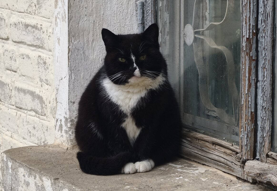 Котик - Мариша Тим