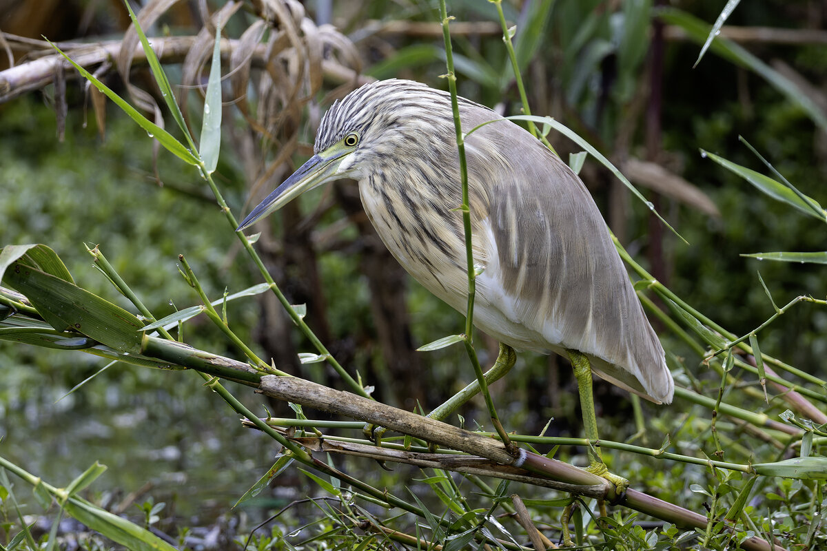 Жёлтая цапля. - Alexander Amromin