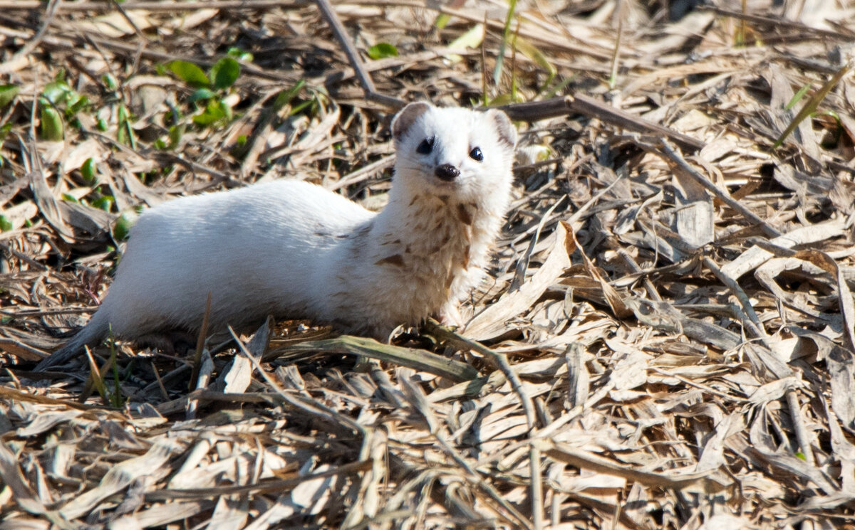 Ласка в зимней шубке - Владимир Безбородов