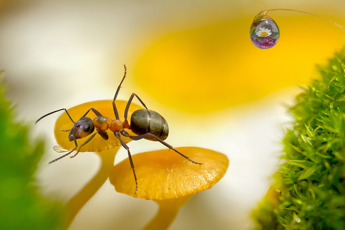 Сладкая моя! Иди ко мне! - Ирина Коледова