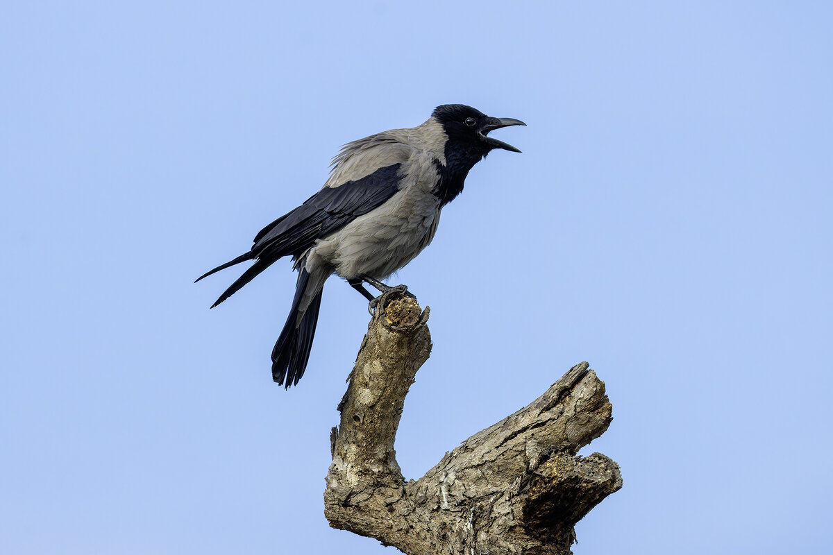 Morning Song. - Alexander Amromin