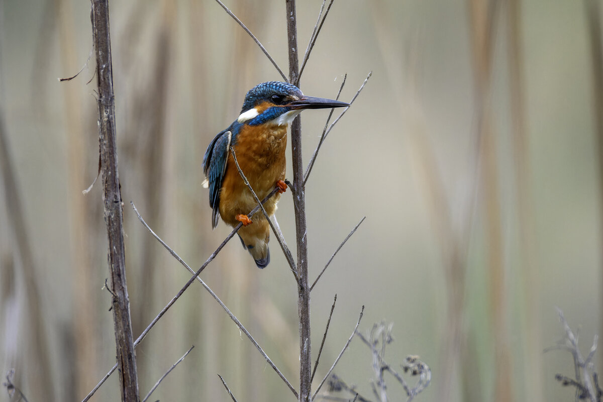 Зимородок. - Alexander Amromin