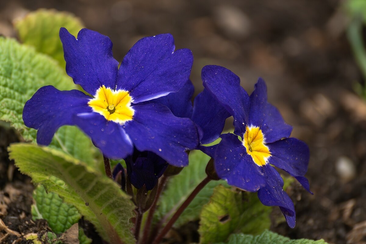 Примула - Игорь Сикорский