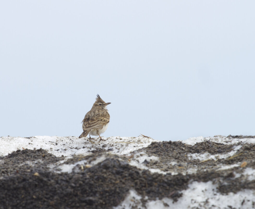 Жаворонок хохлатый - Олег Денисов