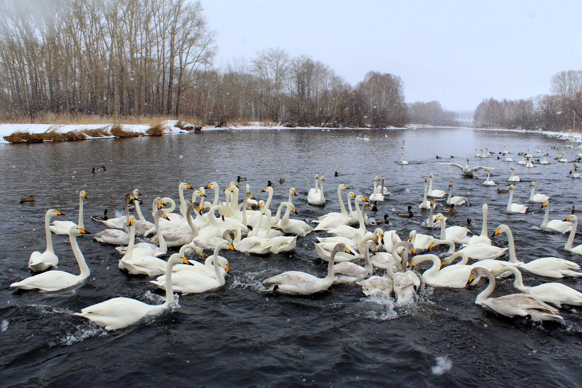 Март на Лебедином озере - Татьяна Лютаева
